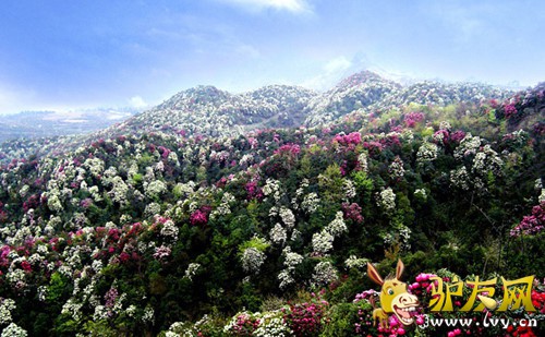 白马雪山.jpg